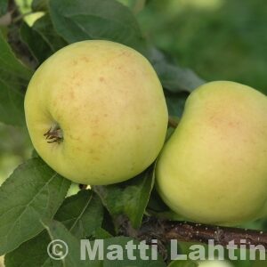 OMENAPUU ’Antonovka’ talvilajike