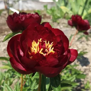 HYBRIDIPIONI Buckley Belle