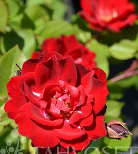 PUISTORUUSU  Rosa ’Champlain’
