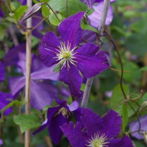 LOISTOKÄRHÖ ’Jackmanii’ Clematis
