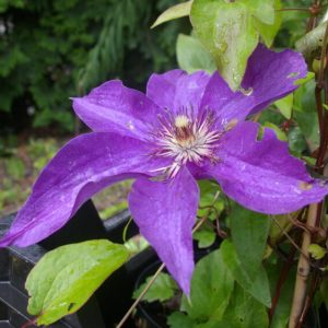 LOISTOKÄRHÖ ’The President’ Clematis