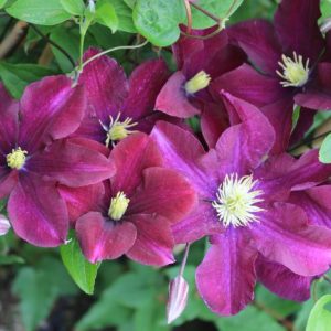 LOISTOKÄRHÖ ’Warszawska Nike’ Clematis