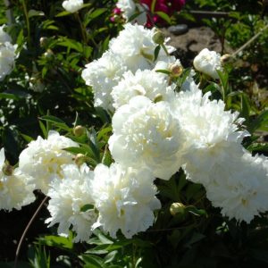 Kiinanpioni Duchesse de Nemours