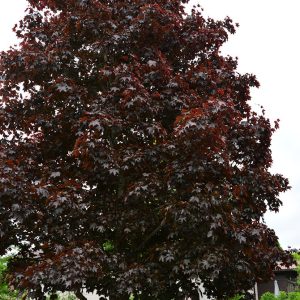 HURMEVAAHTERA ’Faassen’s Black’ Acer platanoides