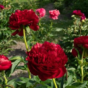 HYBRIDIPIONI Henry Bockstoce