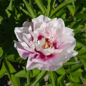 PIONI Cora Louise Itoh-hybridi