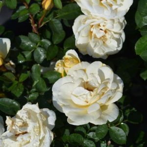 PUISTORUUSU ’J.P.Connell’ Rosa