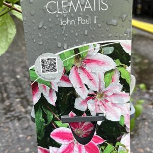 LOISTOKÄRHÖ ’Jan Pawel II’ Clematis