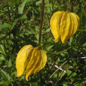 KIINANKELTAKÄRHÖ Clematis tangutica