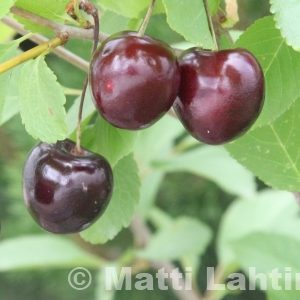 MAKEAKIRSIKKA ’Leningradin Musta’ Prunus avium