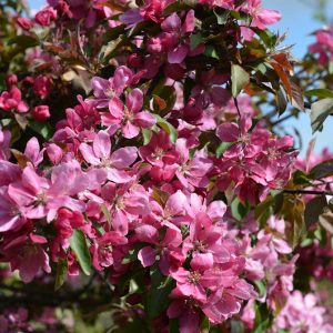 KORISTEOMENAPUU Malus ’Makamik’