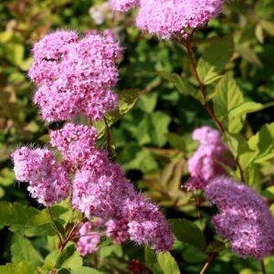LOISTOANGERVO Spiraea japonica ’Odensala’