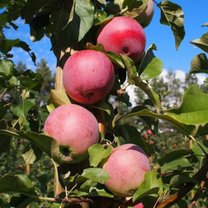 OMENAPUU ’Orlinka’ kesälajike
