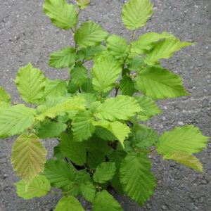 PÄHKINÄPENSAS Corylus Avellana