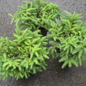PESÄKUUSI Picea abies ’Nidiformis’