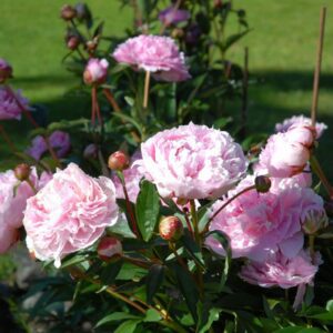 Kiinanpioni Sarah Bernhardt