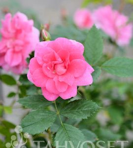 PUISTORUUSU ’Ilo’ Rosa
