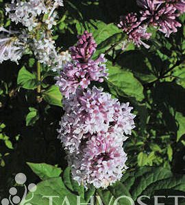 UNKARINSYREENI rungollinen Syringa josikaea