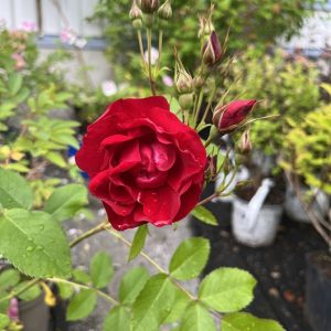 Puistoruusu `ADELAIDE HOODLESS´ Rosa