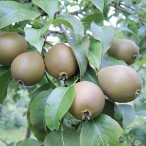Päärynäpuu `PEUKALOINEN HK´ syyslajike