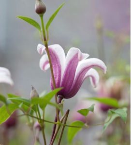 TARHALYHTYKÄRHÖ ’Princess Kate’ Clematis Texensis