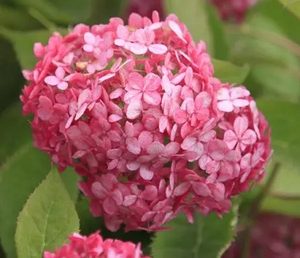 PALLOHORTENSIA ’Ruby Annabelle’ Hydrangea arborescens