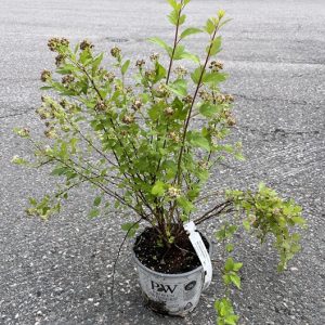 KELTAHEISIANGERVO ’TINY WINE GOLD’ Physocarpus