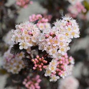 PURPPURAHEISIANGERVO ’TINY WINE’ Physocarpus opulifolius